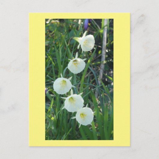 White Daffodils Arctic Bells DIY Postcard シーズンポストカード (正面)
