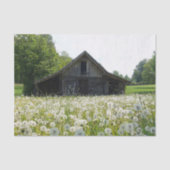 White Dandelions Supporting a Tired Looking Barn 薄葉紙 (正面)