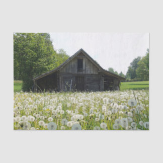 White Dandelions Supporting a Tired Looking Barn 薄葉紙