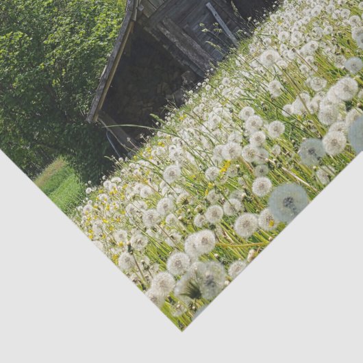 White Dandelions Supporting a Tired Looking Barn 薄葉紙 (詳細)