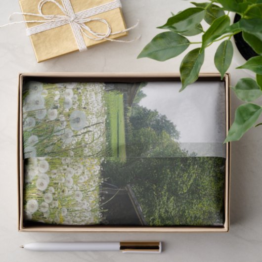 White Dandelions Supporting a Tired Looking Barn 薄葉紙 (ギフト)