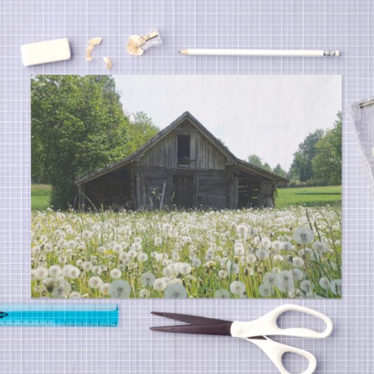 White Dandelions Supporting a Tired Looking Barn 薄葉紙 (クラフト)