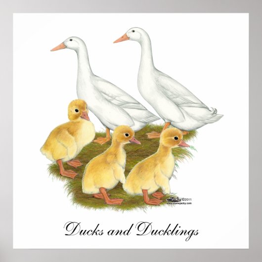 White Ducks and Ducklings ポスター (正面)