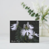 White Egret Flower ポストカード (スタンド正面)