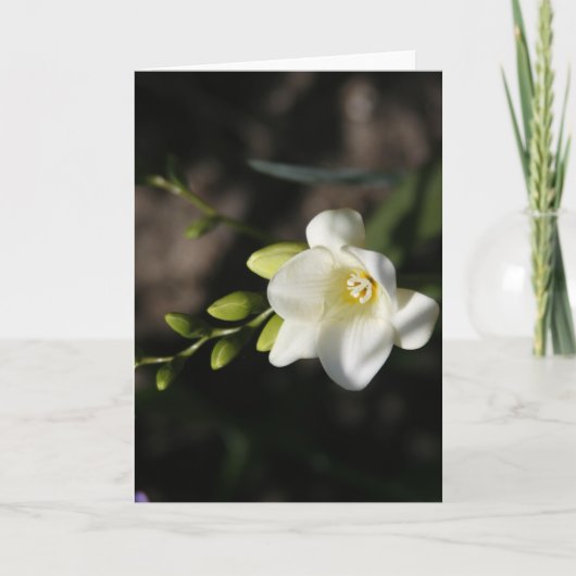 White Elegant Flower Greeting Card 案内状 (正面)