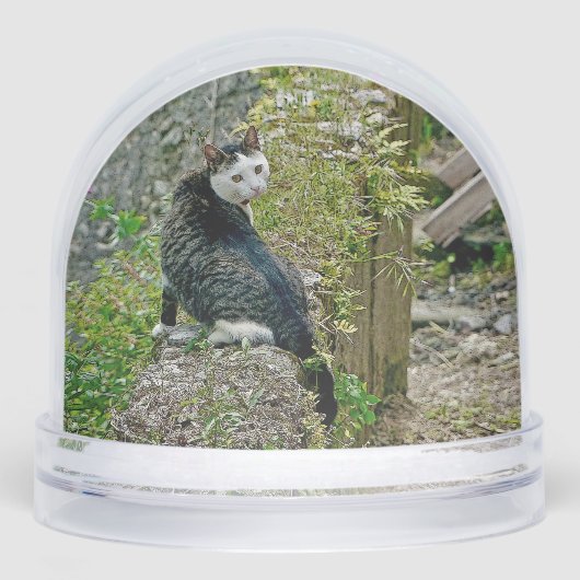 White -faced  black kitty (正面)