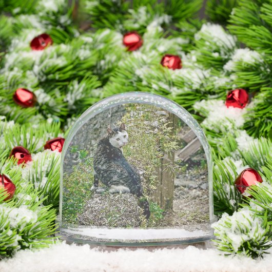 White -faced  black kitty (クリスマス)