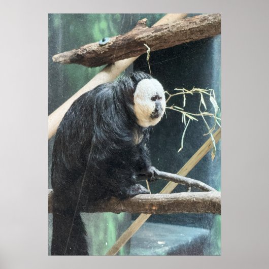 White-faced Saki Monkey Poster ポスター (正面)