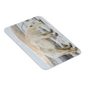 White Fell Pony on Moorland in Winter マグネット (右側)