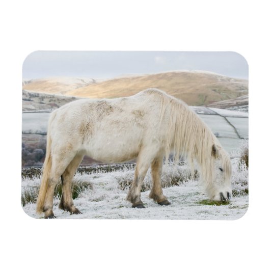 White Fell Pony on Moorland in Winter マグネット (横)