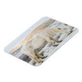 White Fell Pony on Moorland in Winter マグネット (左側)