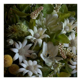 White Flannel Flower, Arabicum & Phylica Botanical ポスター