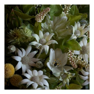 White Flannel Flower, Arabicum & Phylica Botanical ポスター