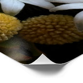White Flannel Flower, Arabicum & Phylica Botanical ポスター (コーナー)