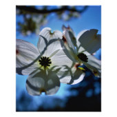 white flowers フォトプリント            (正面)