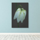 White Fritillary Flower Canvas Print キャンバスプリント (インサイチュ (ウッドフロア))