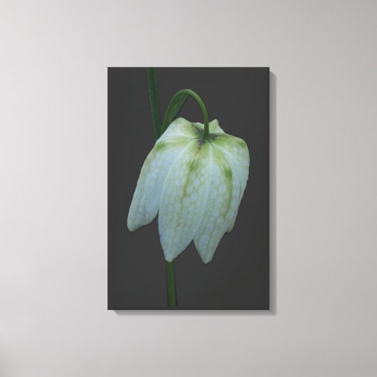 White Fritillary Flower Canvas Print キャンバスプリント (正面)