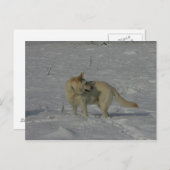 White German Shepherd  in the Snow ポストカード (正面/裏面)