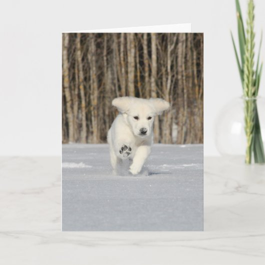 White Golden Retriever Puppy in Snow カード (正面)