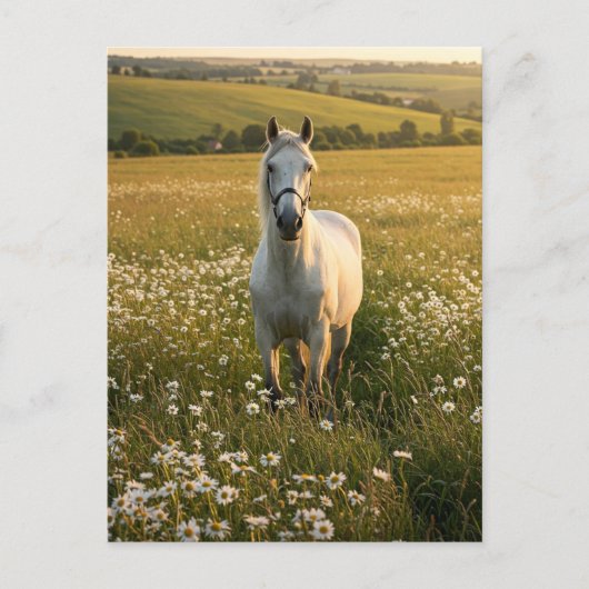 White Horse in Wildflower Meadow Postcard シーズンポストカード (正面)