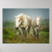 White Horses of Camargue in Field ポスター (正面)