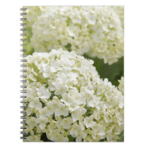 White Hydrangea