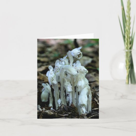 White Indian Pipe Wildflowers Nature  ノートカード (正面)