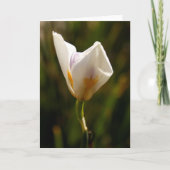 White Iris Flower Greeting Card 案内状 (正面)