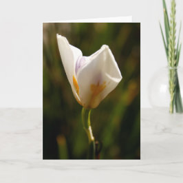 White Iris Flower Greeting Card 案内状