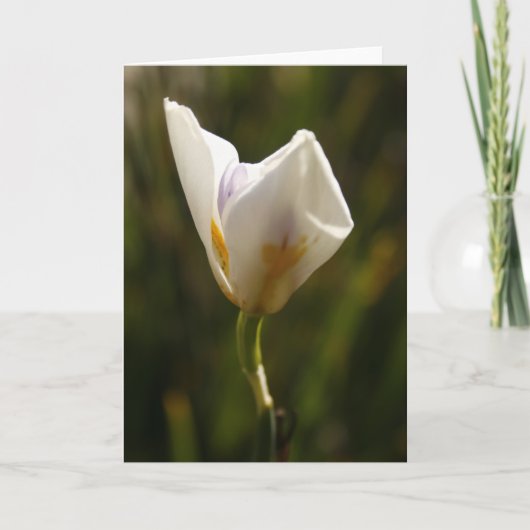 White Iris Flower Greeting Card 案内状 (正面)