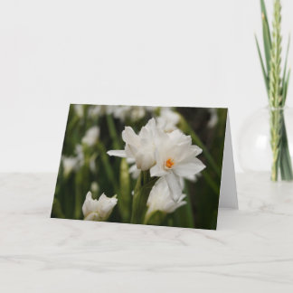 White Jonquils Greeting Card 案内状