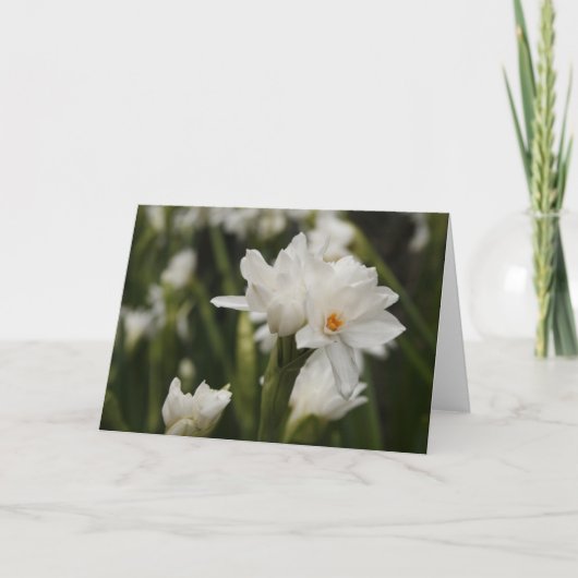 White Jonquils Greeting Card 案内状 (正面)