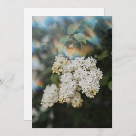 White Lilac Flowers with Rainbow Flare card (正面/裏面)