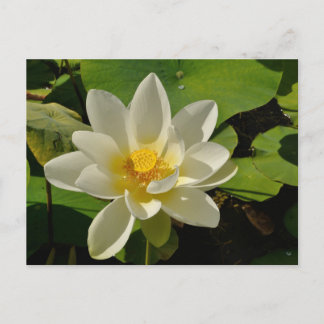 White Lotus flowers in a pond シーズンポストカード