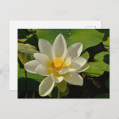 White Lotus flowers in a pond シーズンポストカード (正面/裏面)