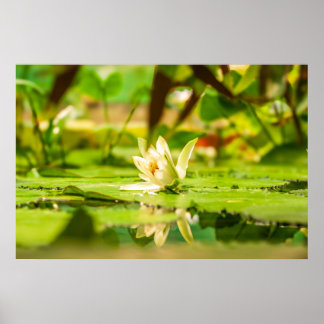White Lotus Water Garden Poster ポスター