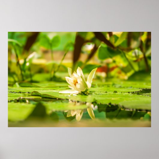 White Lotus Water Garden Poster ポスター (正面)