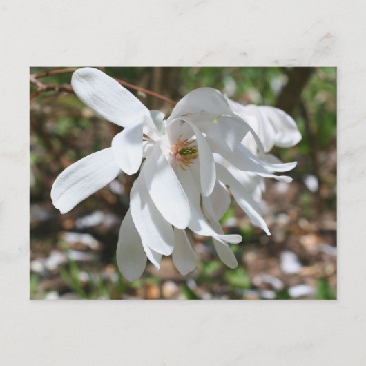 White Magnolia Flower Personalized ポストカード (正面)