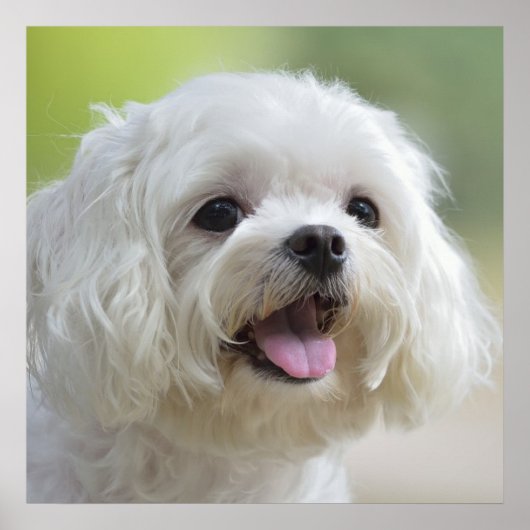 White Maltese Dog ポスター (正面)