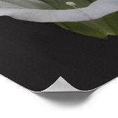 White Morning Glory Flower Close Up ポスター (角)