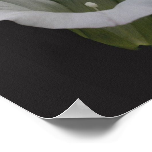 White Morning Glory Flower Close Up ポスター (角)