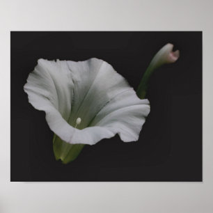 White Morning Glory Flower Close Up ポスター