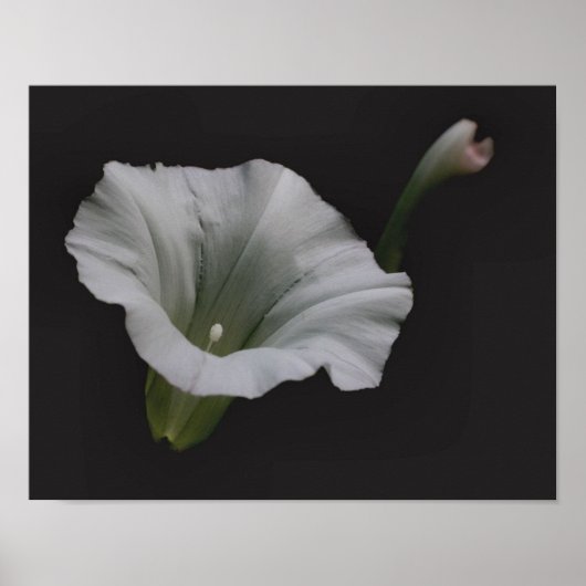 White Morning Glory Flower Close Up ポスター (正面)