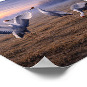 White-naped Cranes in a Winter Plain –   ポスター (角)