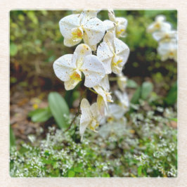 White Orchid ガラスコースター