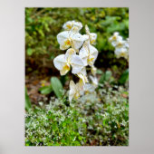 White Orchid ポスター (正面)