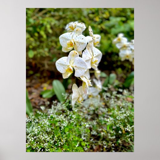 White Orchid ポスター (正面)