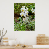 White Orchid ポスター (キッチン)