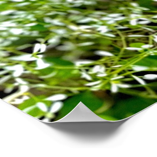 White Orchid ポスター (角)