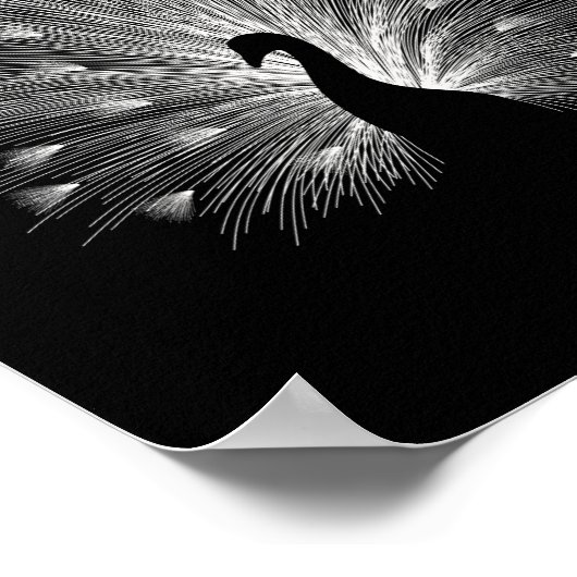 White peacock ポスター (角)